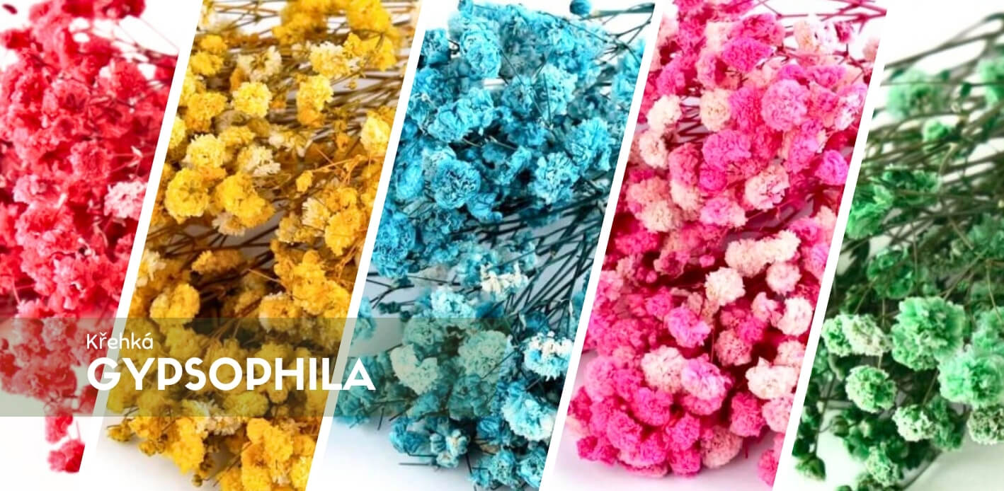 Sušená Gypsophila (Nevěstin závoj) – jemná elegance pro každou příležitost